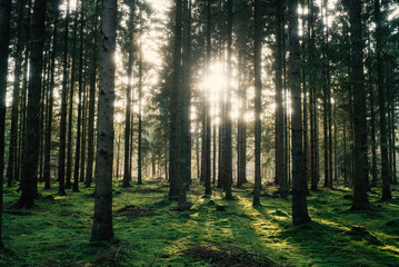Naklejka premium Frühlingsspaziergang im Wald mit dem Hund