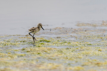 Chick of Black-winged stilt (himantopus himantopus) in 