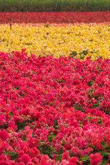 Fototapeta premium Pink and yellow begonia field from farm, closeup view