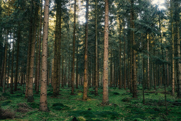 Frühlingsspaziergang im Wald mit dem Hund