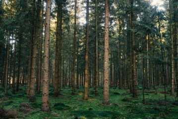 Frühlingsspaziergang im Wald mit dem Hund