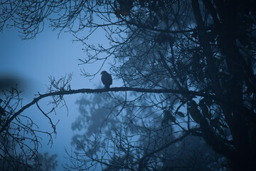 Águila de La Reserva de Biósfera del Chocó Andino © Migue