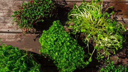 microgreens sprouts on wooden background