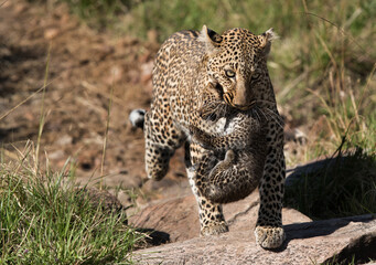 Leopard Bahati carrying her cub, Masai Mara, Kenya