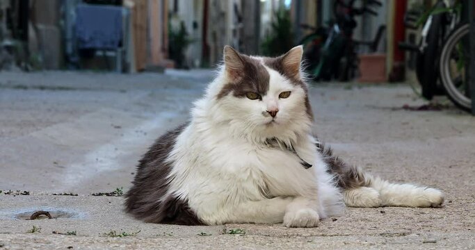 Beautiful Cat Lying On The Street, Close Up View - DCi 4K Resolution
