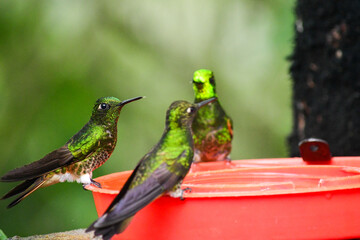 Colibríes de La Reserva de Biósfera del Chocó Andino © Migue
