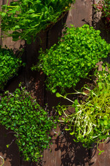 microgreens sprouts on wooden background