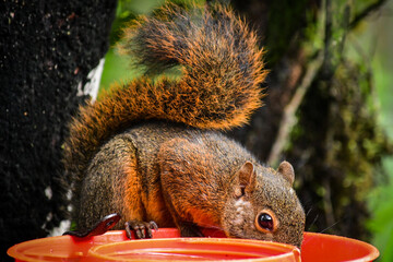 Ardilla de La Reserva de Biósfera del Chocó Andino