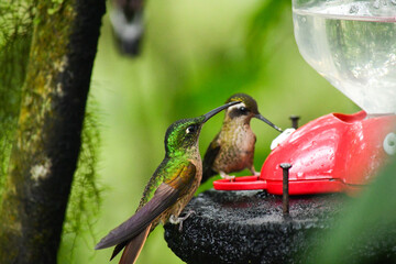 Colibríes de La Reserva de Biosfera del Chocó Andino