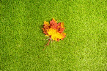 Top view of bouquet of colorful maple leaf on the green grass. Creative and minimalism. Season change, autumn is coming. Nature concept.