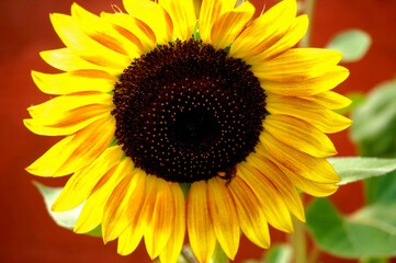 Fototapeta premium sunflower closeup