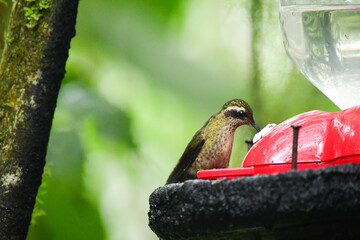 Colibrí jaspeado / Speckled Hummingbird / Adelomyia melanogenys © Migue