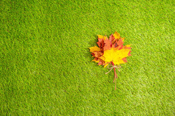 Top view of bouquet of colorful maple leaf on the green grass. Creative and minimalism. Season change, autumn is coming. Nature concept.