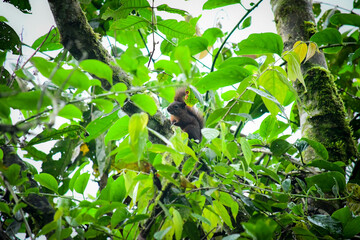 Ardilla de La Reserva de Biósfera del Chocó Andino © Migue