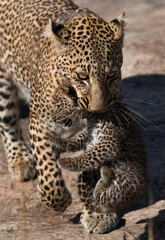 A portrait of Leopard Bahati holding her cub in mouth, Masai Mara, Kenya