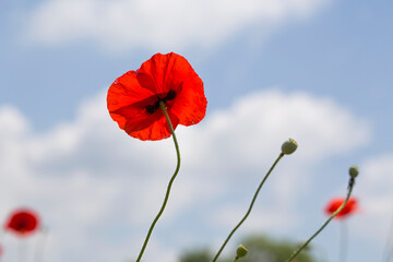 Obraz premium poppy flowers against the blue sky in poppy meadow.