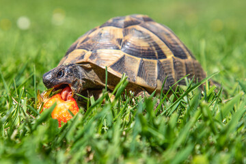 Griechische Schildkröte mit Erdbeere