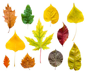 Colorful autumn leaves set isolated on white background