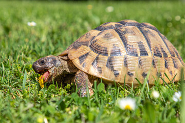 Griechische Schildkröte mit Erdbeere