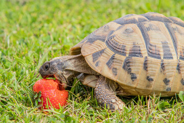 Griechische Schildkröte mit Erdbeere