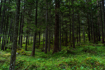 A mystical forest through which a narrow path passes
