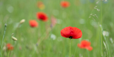 Mohnblumen und Kornblumen Synphonie