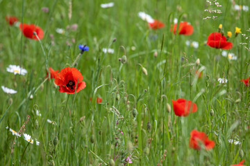 Mohnblumen und Kornblumen Synphonie