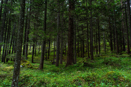 A mystical forest through which a narrow path passes