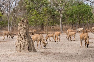 Naklejka na ściany i meble Antilopes pastando junto a un termitero en el Parque Nacional de Fathala en Senegal