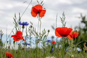 Obraz premium Piękny mak