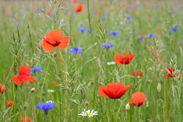 Obraz premium Wunderschöner Mohn