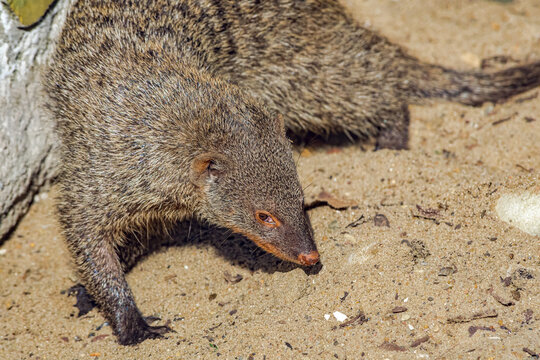 Banded Mongoose (Mungos Mungo)