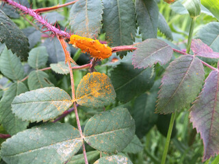 orange rust on a branch of rosehip