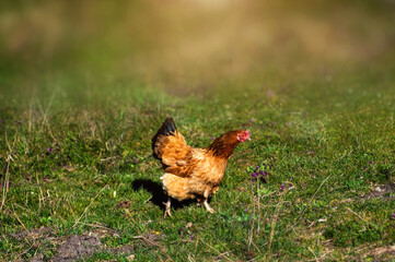 Chicken and rooster on a farm. Free grazing. Ecological farm.