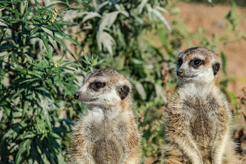 Fototapeta premium Meerkat (Suricata suricatta)