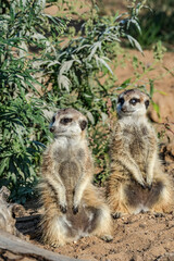 Fototapeta premium Meerkat (Suricata suricatta)