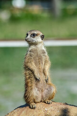 Meerkat (Suricata suricatta)