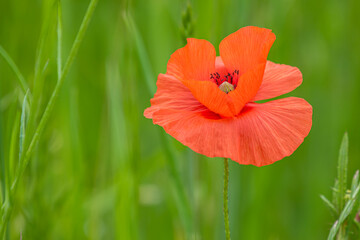 Obraz premium Mohnblumen und Kornblumen Synphonie