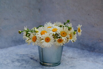 White camomile flowers in flowerpot on grey background