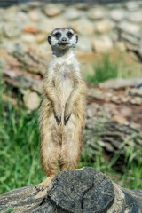 Fototapeta premium Meerkat (Suricata suricatta)