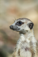 Meerkat (Suricata suricatta)