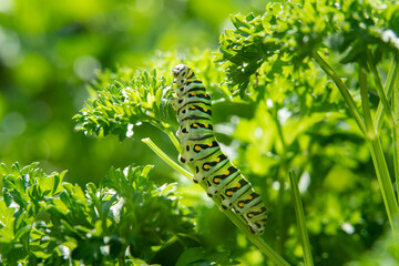 A caterpillar eats the leaves of a garden plant