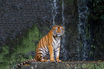 Fototapeta na wymiar The tiger is sitdown and show tongue in front of mini waterfall at thailand