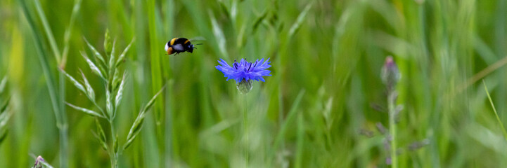 Mohnblumen und Kornblumen Synphonie