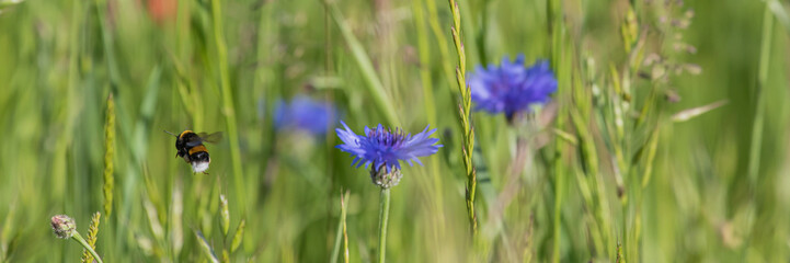 Mohnblumen und Kornblumen Synphonie