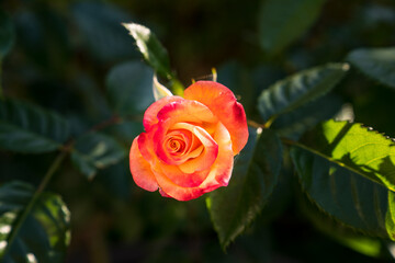 Gorgeous Red, Yellow Rose flowers in a green lush garden. Close-Up Photo