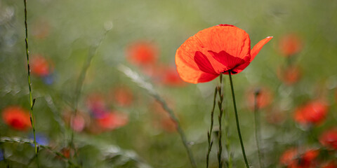 Mohnblumen Symphonie