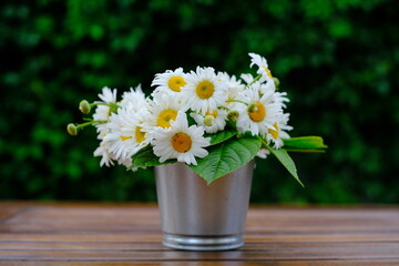 White camomile flowers in flowerpot on Green background
