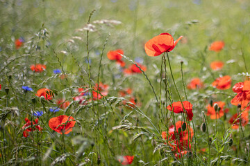 Mohnblumen Symphonie