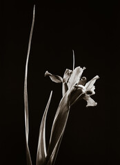 モノクロフィルムで撮影されたアイリスと細長い葉